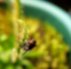 Sundew