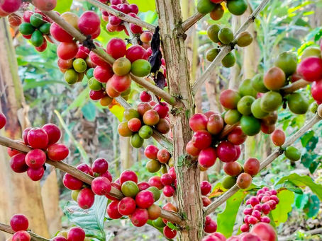 Festival dos Cafés do Brejo Paraibano aposta no turismo rural e na valorização da produção regional