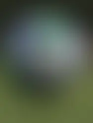 PGR defende que Flamengo e Sport sejam campeões do Brasileiro de 1987