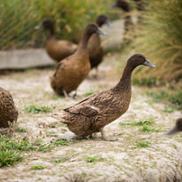 closeup-shot-brown-ducks-walking-shore-green-plants-during-daylight.jpg