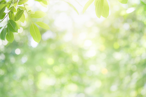 fond ecran vert nature.png