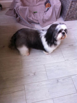 shih tzu (4).JPG