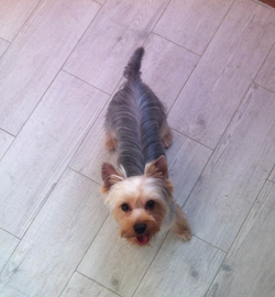 Tidog