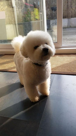 bichon frise (2).jpg