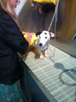 jack russel.JPG