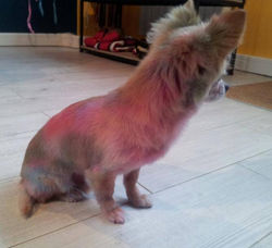 Tidog