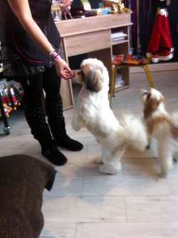 shih tzu (8).JPG