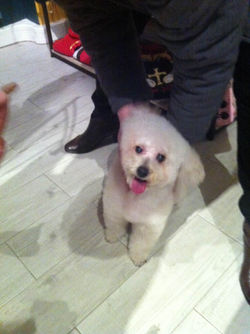 bichon frise (8).JPG