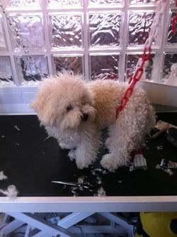 bichon frise (5).JPG