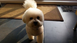 bichon frise (4).jpg