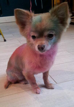 Tidog