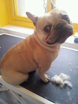 bouledogue francais.jpg
