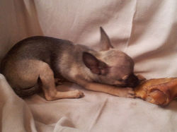 chihuahua.jpg