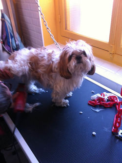 shih tzu (5).JPG