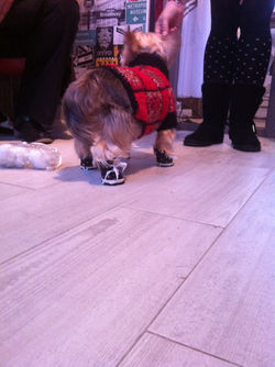 chaussure chen.JPG