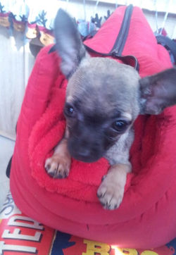 chihuahua (2).jpg