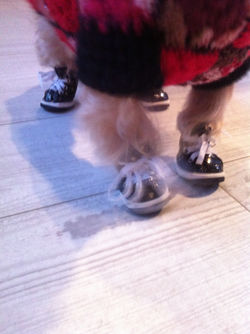 chaussure pour chien.JPG