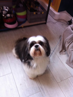 shih tzu (3).JPG