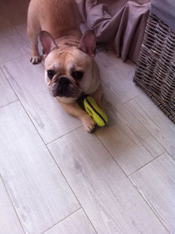 bouledogue francais (3).JPG