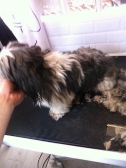 shih tzu (2).JPG