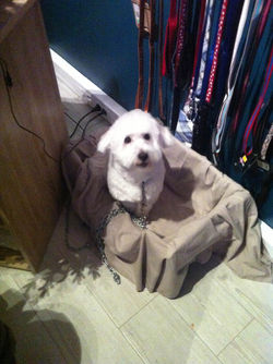 bichon (3).JPG
