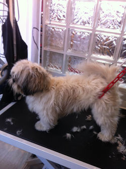 shih tzu (6).JPG