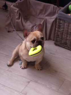 bouledogue francais (4).JPG