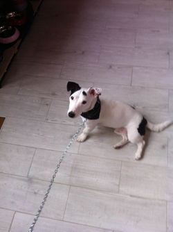 jack russel (2).JPG