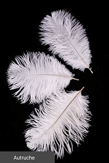 Autruche