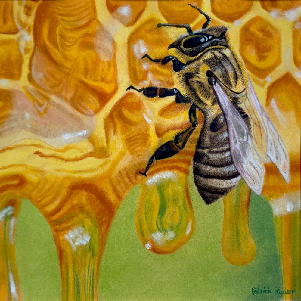 Honeybee on honeycomb - Patrick Ryder
