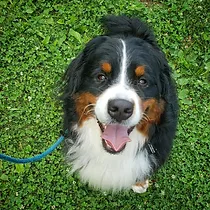 sit and stay pet care