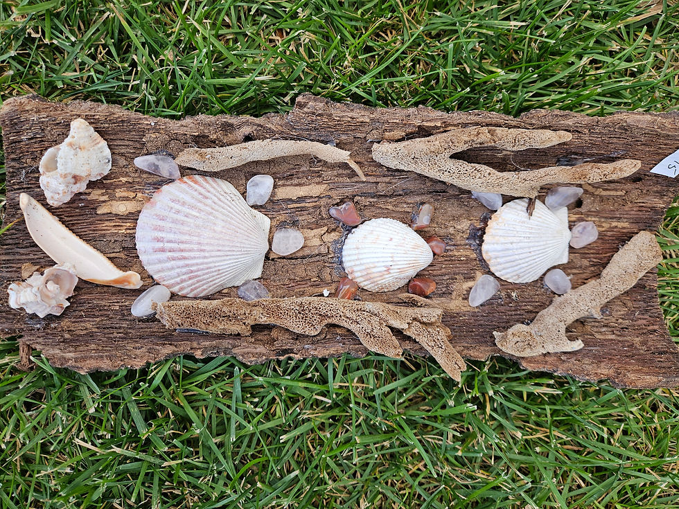 Thumbnail: Tree Bark Turtles