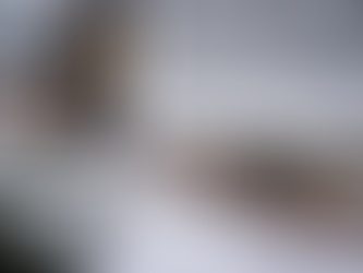 How to Prevent Rodents from Entering Your Property This Winter