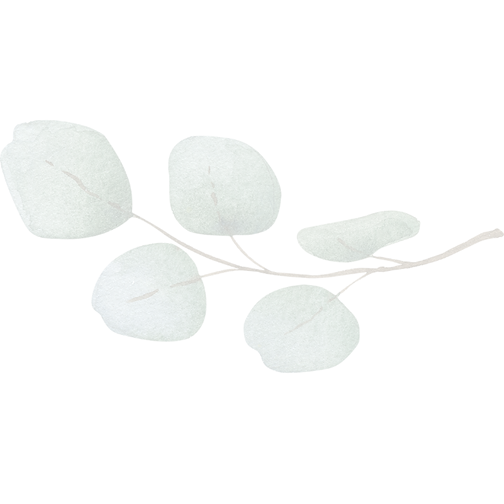 Euc Leaf transparent MVA.png