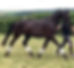 Bear trot resized.jpg
