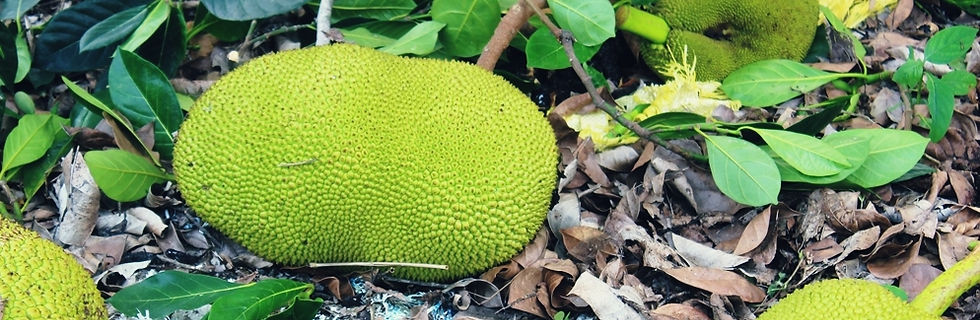 Jackfruit