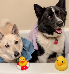 dogs bath.jpg