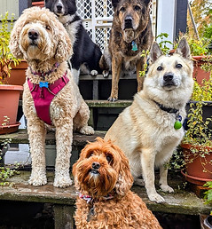 Back porch dogs_edited.jpg