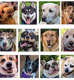 Dog collage square 1.png