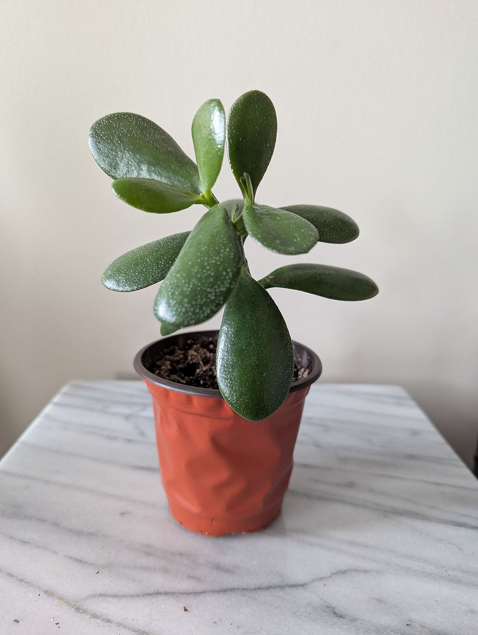 Thumbnail: House Plants