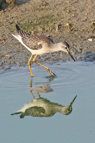 Greater Yellowlegs 2 Pte Mouillee SGA Aug 2009