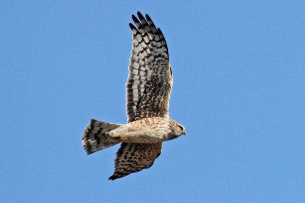 Northern Harrier Female Ottawa NWR Apr 2013