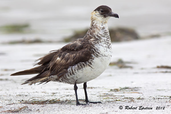Pomarine Jaeger FL Sept 2012
