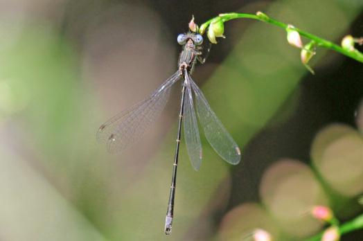Common Spreadwing Male