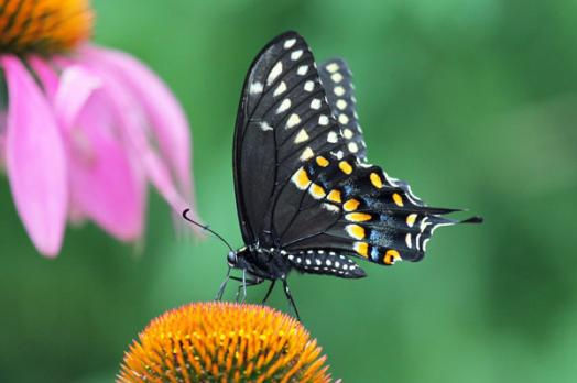 Black Swallowtale Male2