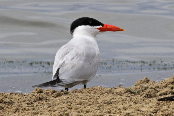 Caspian Tern Lake St Clair Metropark Jul 2013