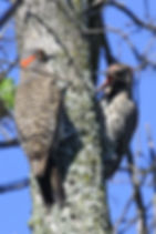 Northern Flicker Feeding Fledgling Shelby Twp Jun 2008