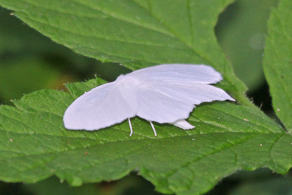Snowy Geometer