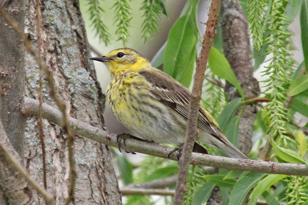 Cape May Warbler Female Magee Marsh Wildlife Area Ohio May 2015
