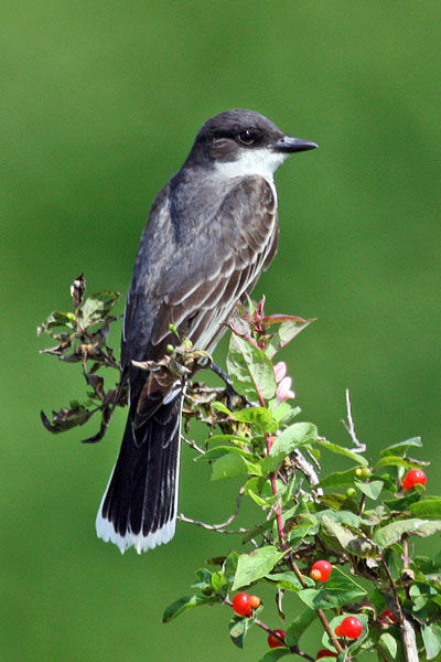 Eastern Kingbird Oakland County Jul 2008
